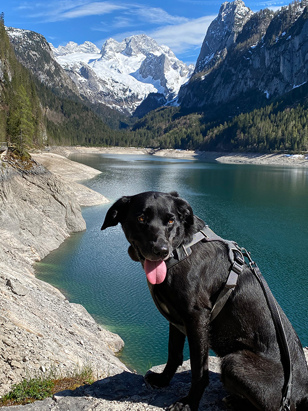 Hundegestützte Psychotherapie mit Juna