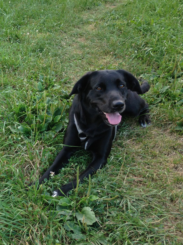 Hundegestützte Psychotherapie mit Juna